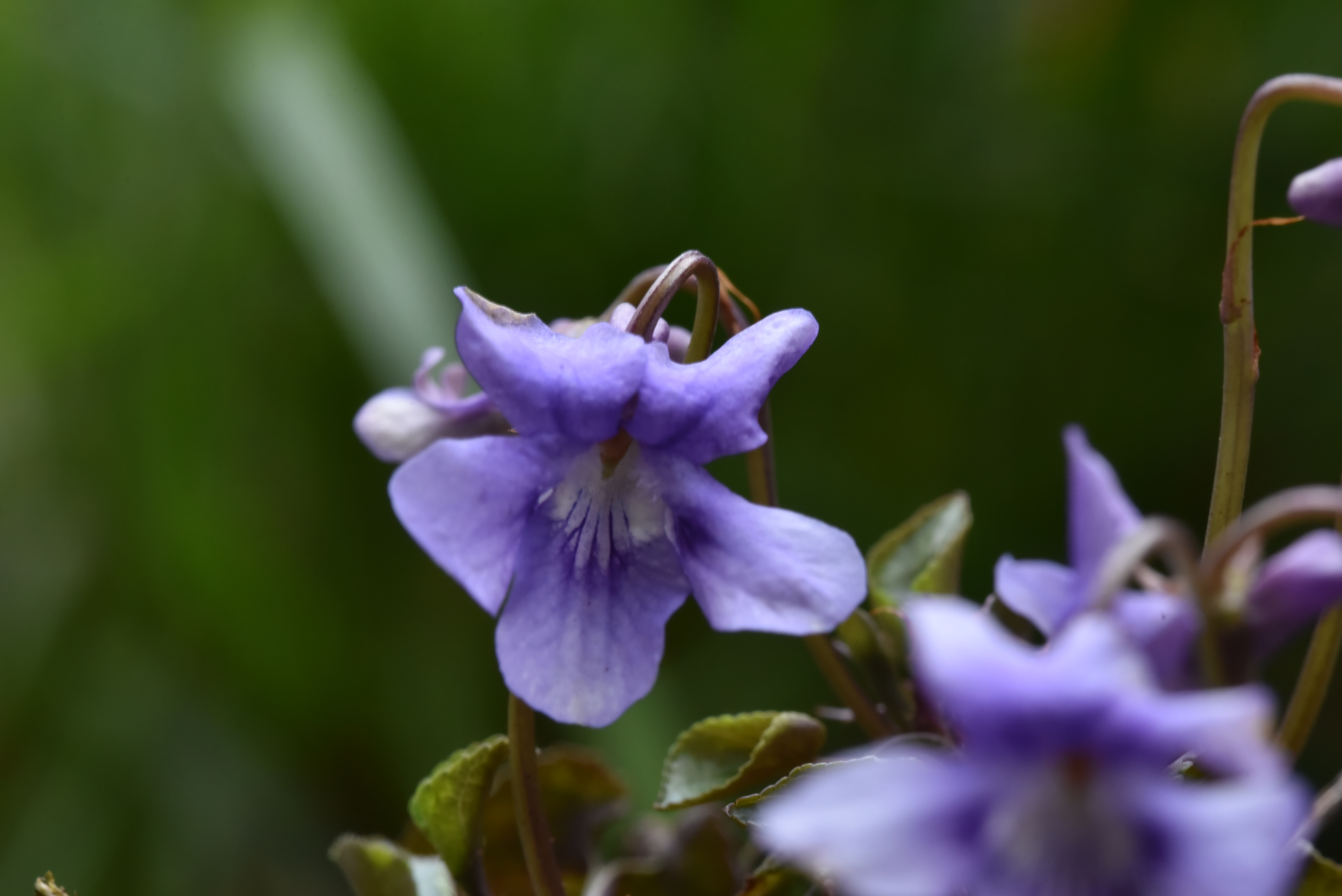 Viola reichenbachiana Donkersporig bosviooltje bestellen